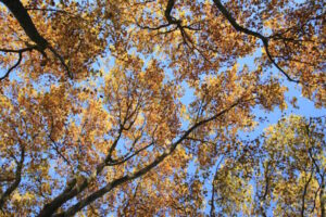 Ein bunter Herbstbaum vor blauem Himmel