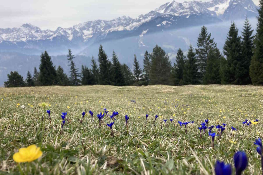 Eine Wiese mit blühenden Frühlingsboten, im Hintergrund ein Nadelwald und verschneite Bergspitzen