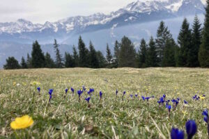 Eine Wiese mit blühenden Frühlingsboten, im Hintergrund ein Nadelwald und verschneite Bergspitzen