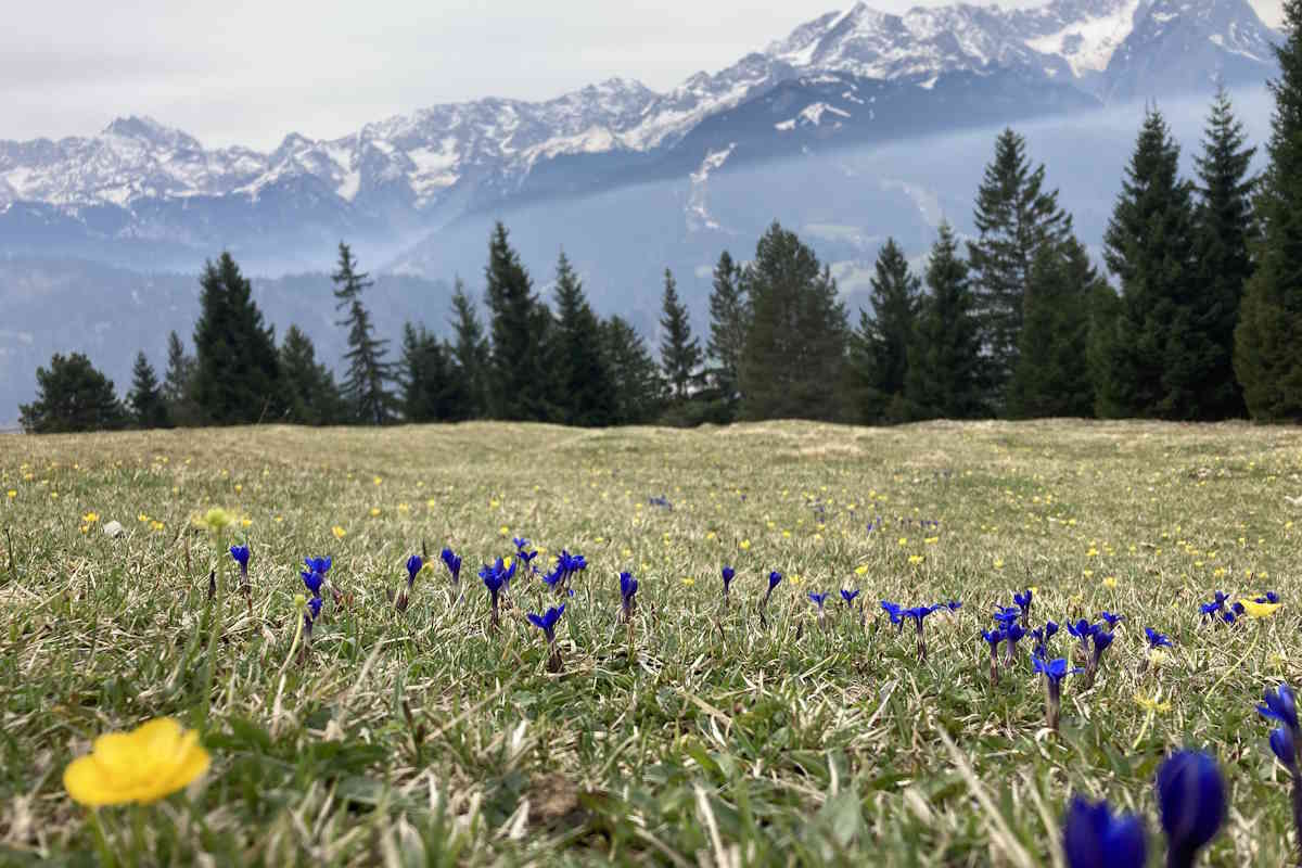 Eine Wiese mit blühenden Frühlingsboten, im Hintergrund ein Nadelwald und verschneite Bergspitzen