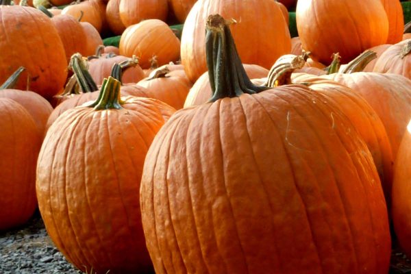 Viele orangene Kürbisse liegen nebeneinander auf einer Wiese - Kürbis ist laut Ayurveda ein passendes Gemüse für den Herbst, um Vata und Pitta auszugleichen